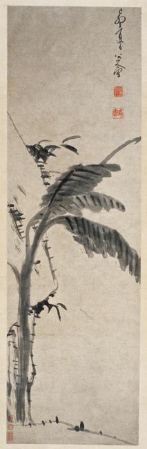 清 朱耷 蕉石图 146x44cm 