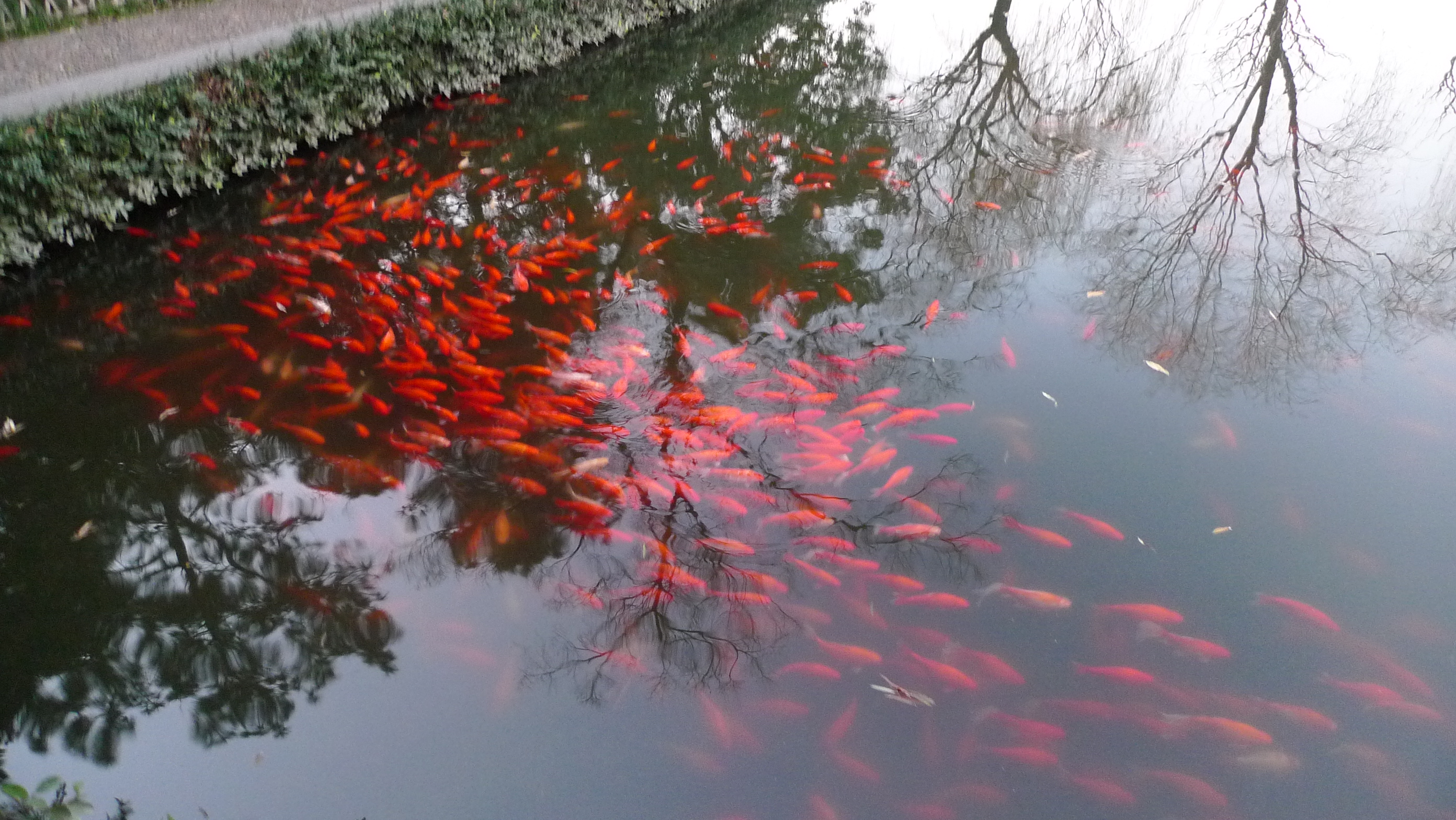 花港观鱼