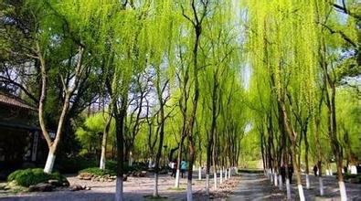 柳浪闻莺