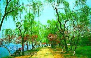 柳浪闻莺