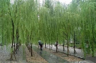 柳浪闻莺