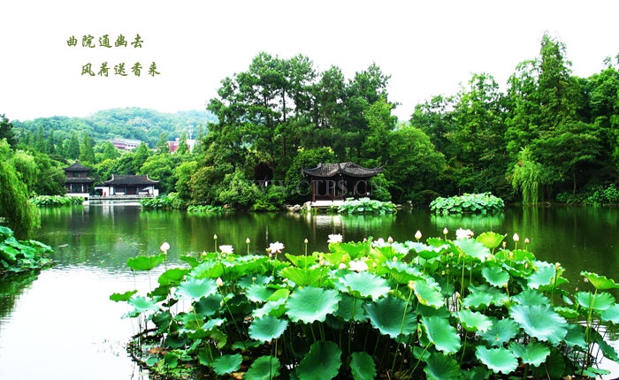 曲院风荷