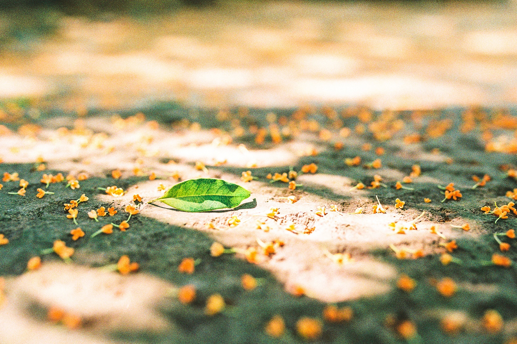 满陇桂雨