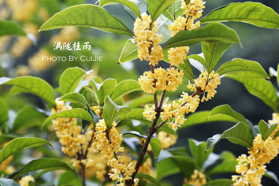 满陇桂雨