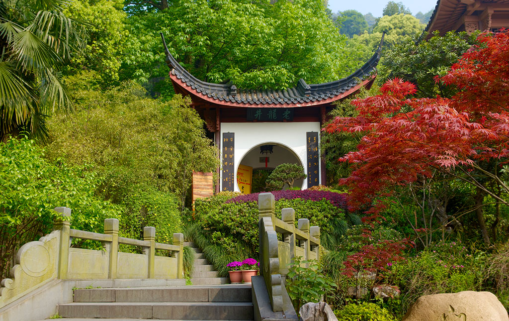 龙井问茶