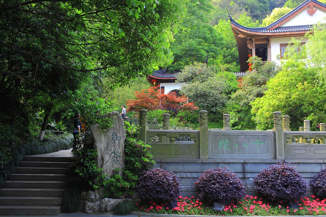 龙井问茶
