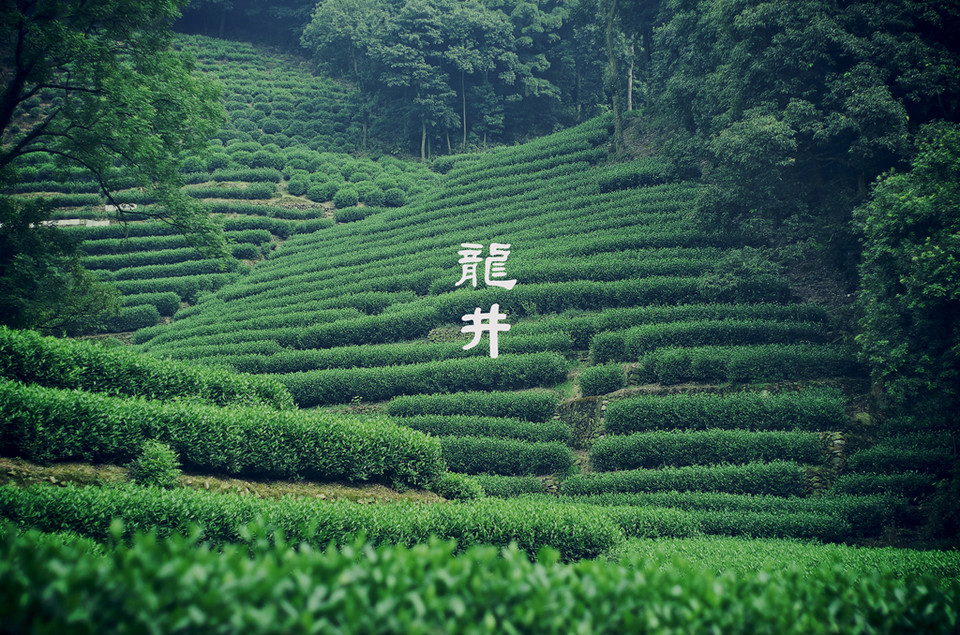 龙井问茶