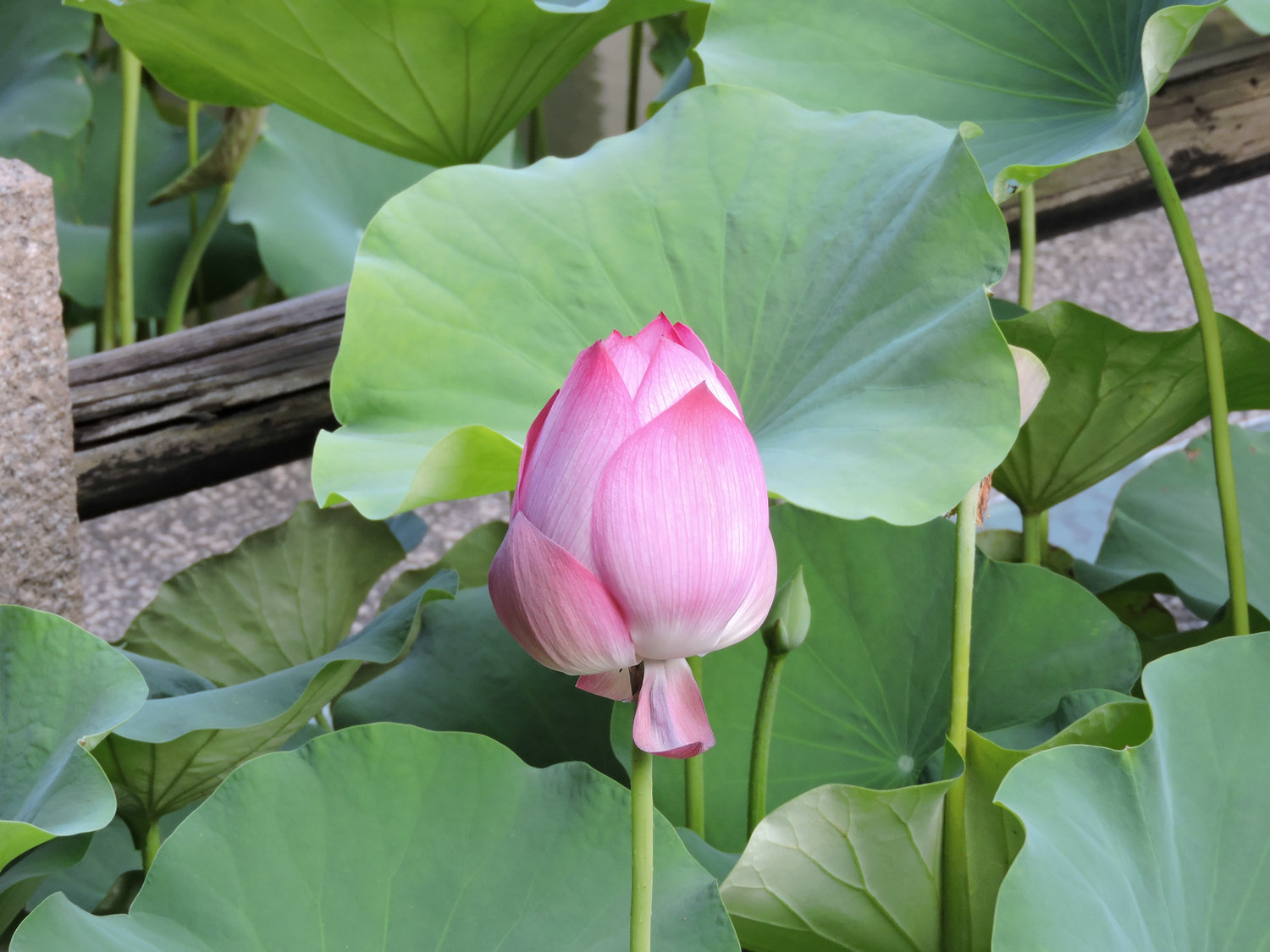 DSCN3437.JPG
