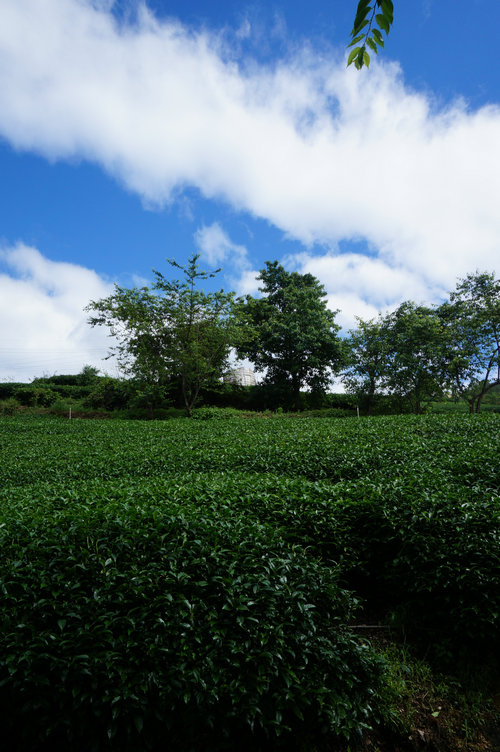 DSC01012