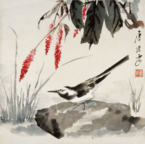蒲糖鹡鸰